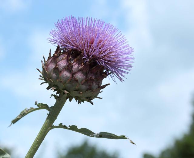 Cardon (Cynara cardunculus) : semis, culture, blanchiment et récolte