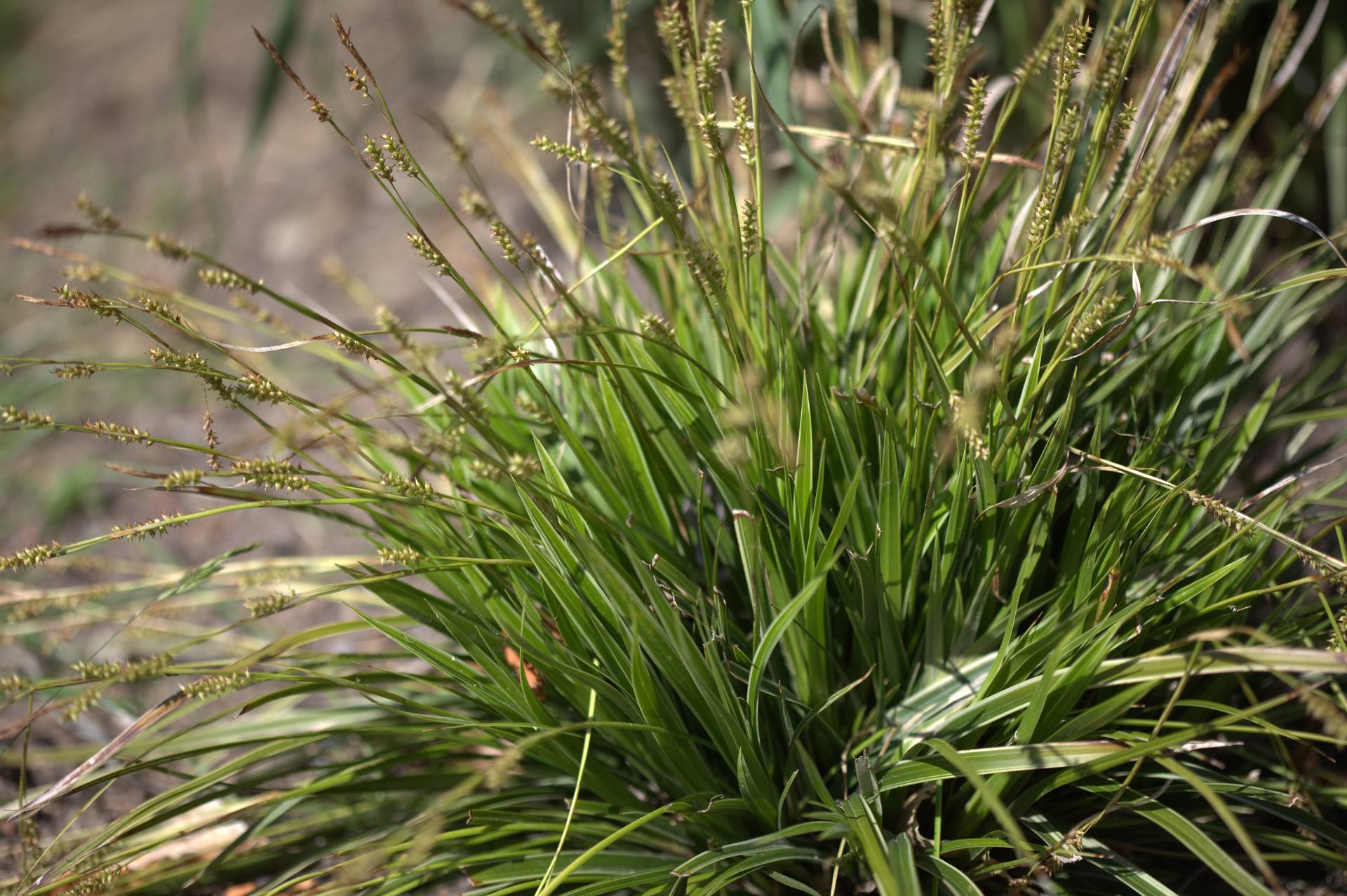 Carex