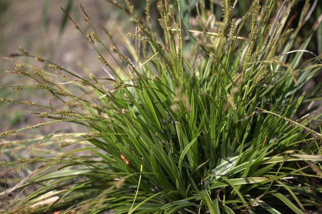 Carex (Carex morrowii) : plantation, entretien et taille