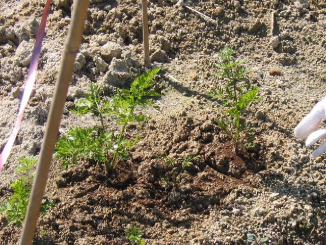 Carotte (Daucus carota subsp. sativus) : semis, culture et récolte