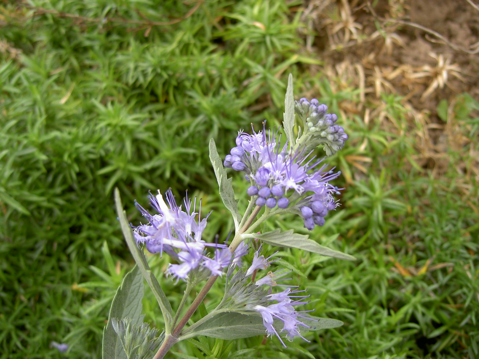 Caryopteris