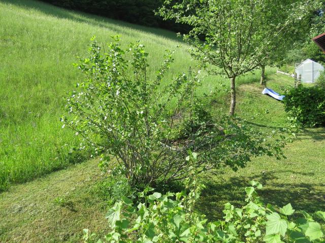 Caseille (Ribes × nidigrolaria) : plantation, taille et entretien