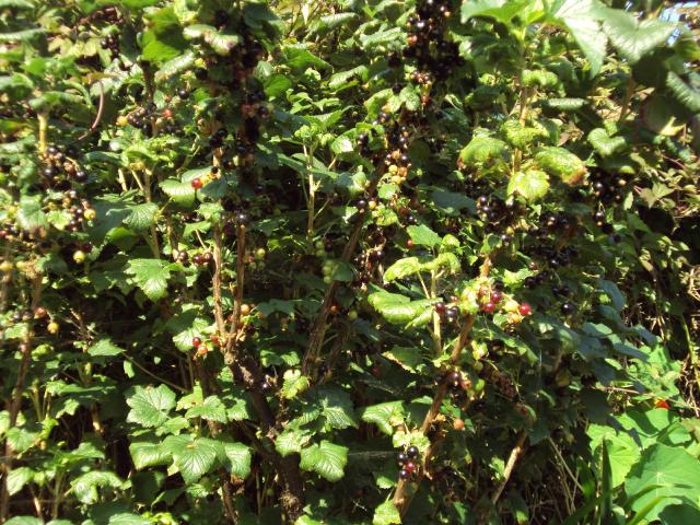 Cassissier (Ribes nigrum) : plantation, taille et entretien