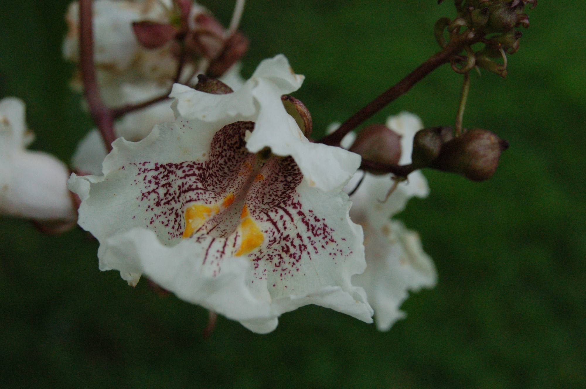 Catalpa