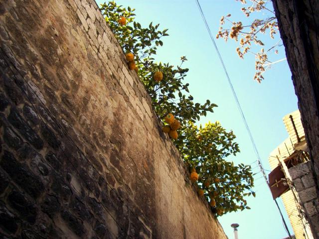 Cédratier (Citrus medica) : plantation, culture en pot et entretien