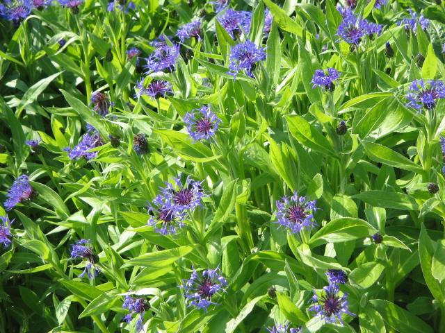 Centaurée des montagnes (Centaurea montana) : plantation, entretien et floraison