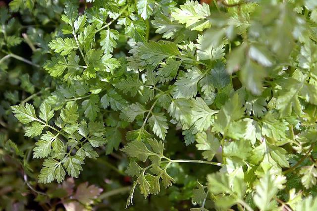 Cerfeuil (Anthriscus cerefolium) : semis, culture et entretien