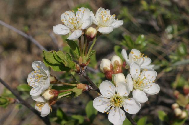 Cerisier nain (Prunus fruticosa) : plantation, taille et entretien