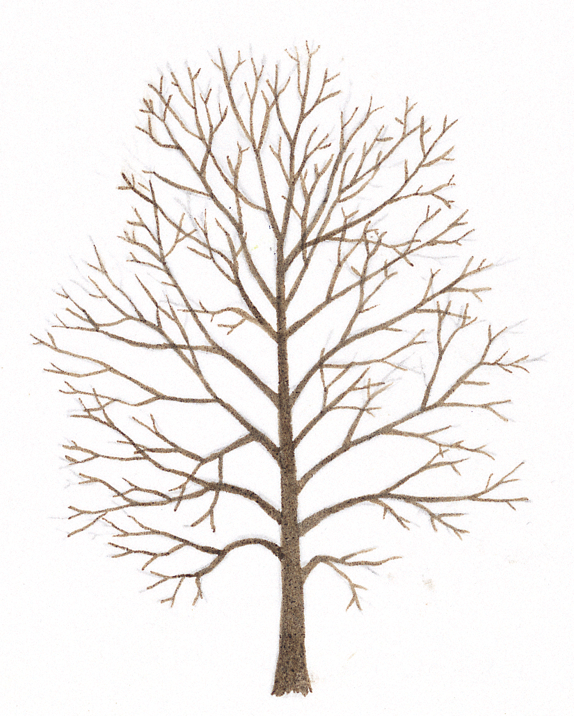 Cerisier