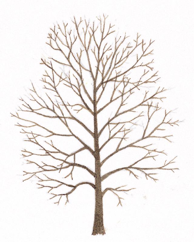 Cerisier (Prunus avium) : plantation, taille et entretien