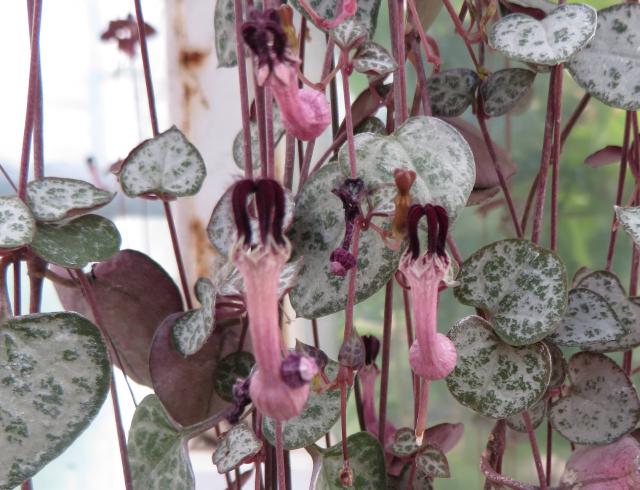 Ceropegia woodii (chaine des coeurs) : entretien, arrosage et bouturage