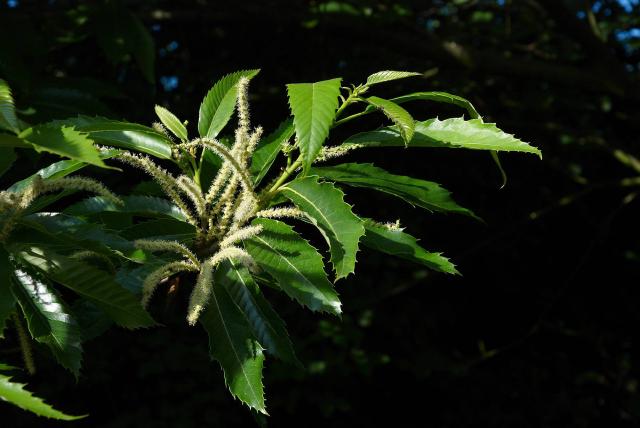 Châtaignier (Castanea sativa) : plantation, entretien et récolte