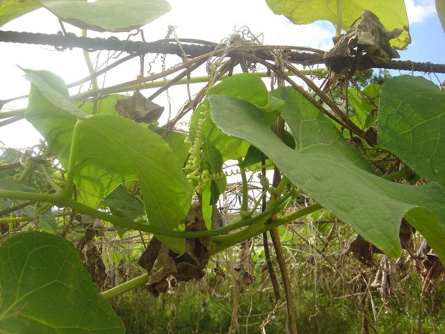 Chayotte (Sechium edule) : plantation, culture et récolte