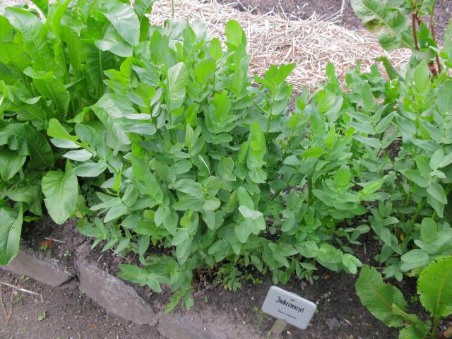 Chervis (Sium sisarum) : plantation, culture et récolte