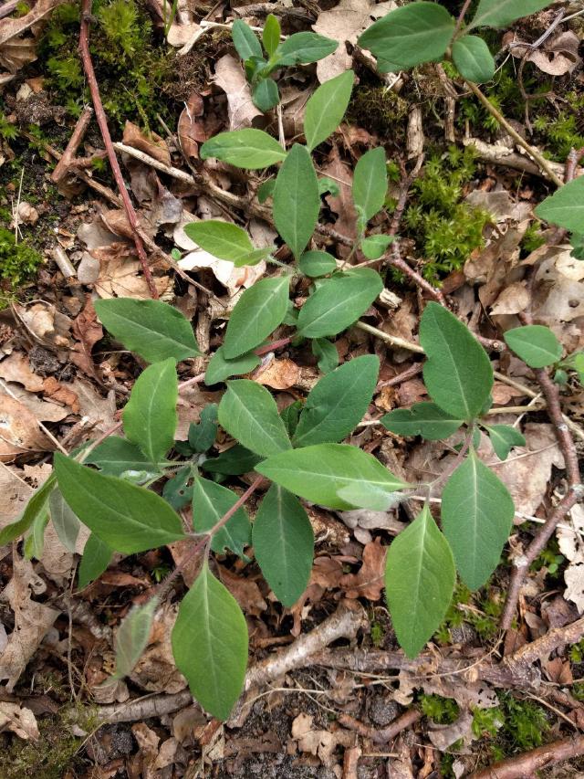 Chèvrefeuille (Lonicera) : plantation, taille et entretien