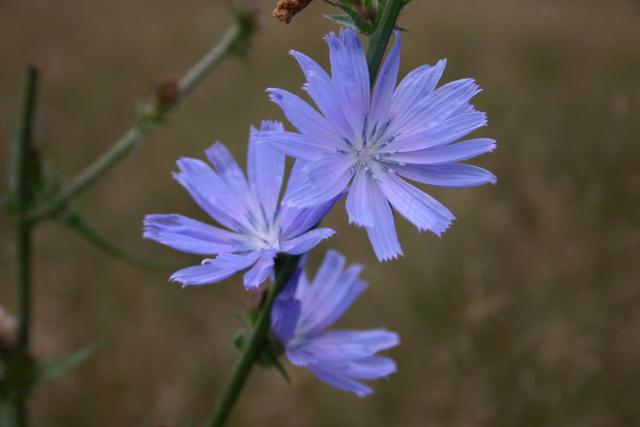 Chicorée (Cichorium intybus) : semis, culture et récolte