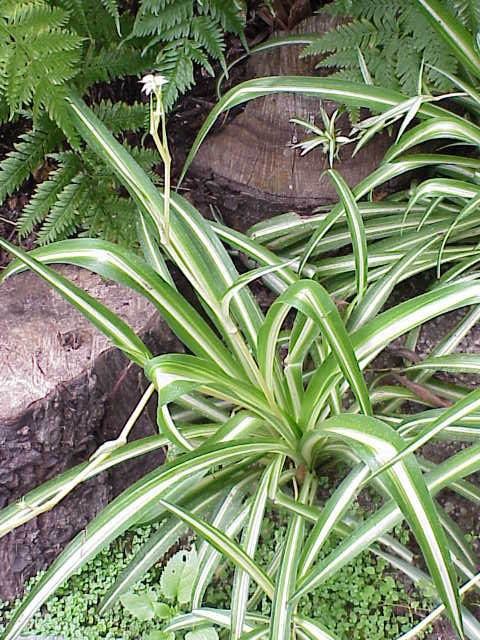 Chlorophytum (plante araignee) : entretien, arrosage et bouturage en interieur