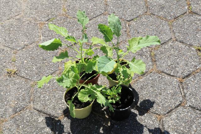 Chou de Daubenton (Brassica oleracea var. ramosa) : culture, bouturage et récolte