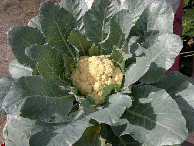 Chou-fleur (Brassica oleracea var. botrytis) : culture, arrosage et récolte