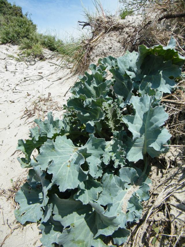 Chou marin (Crambe maritima) : culture, blanchiment et récolte