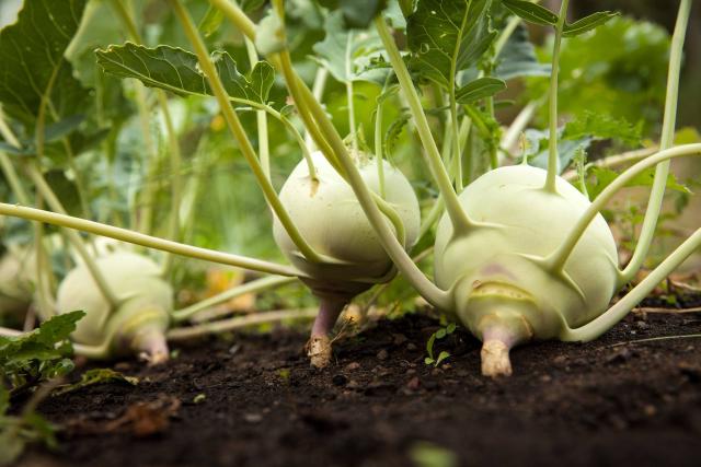 Chou-rave (Brassica oleracea var. gongylodes) : semis, culture et récolte