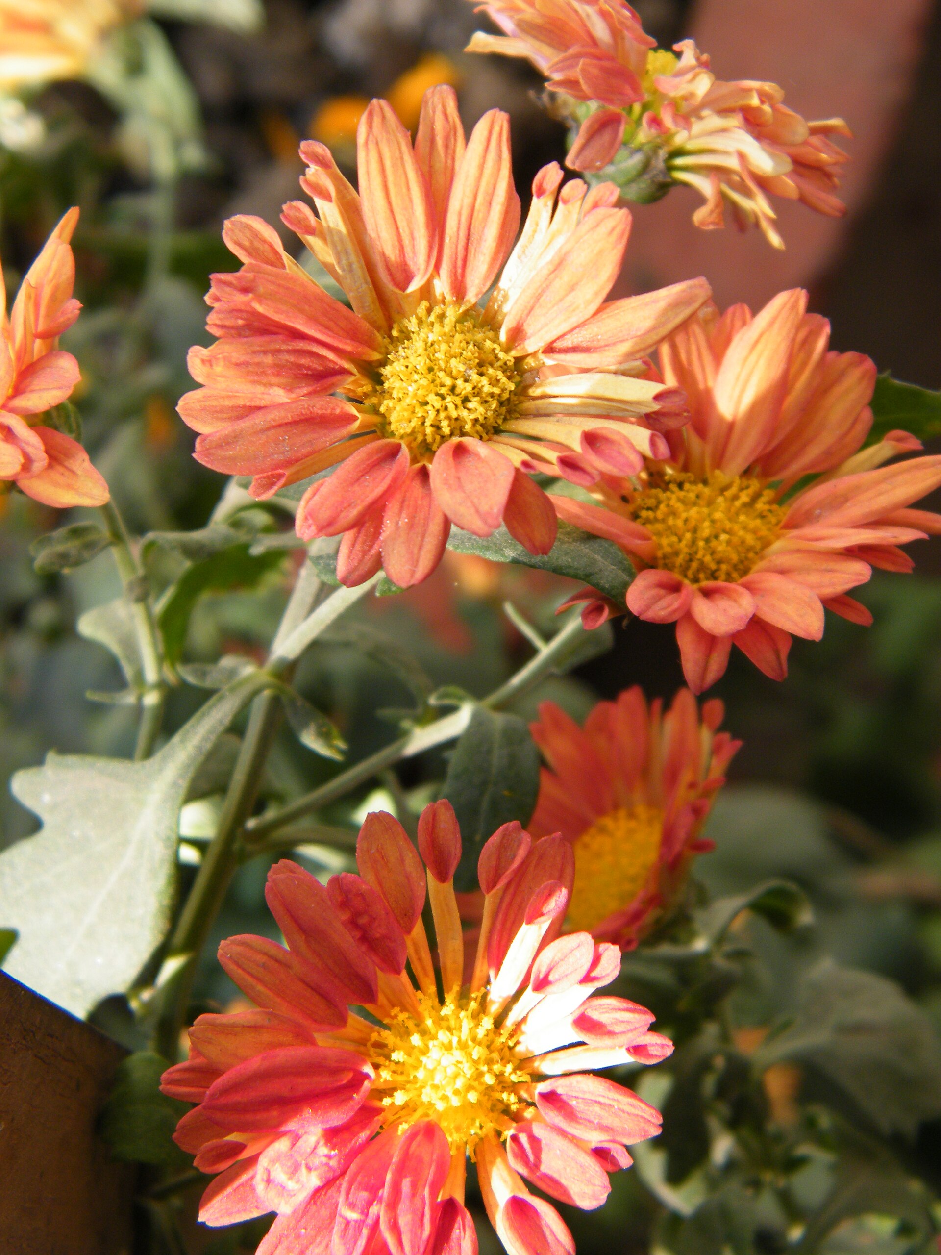 Chrysanthème des jardins