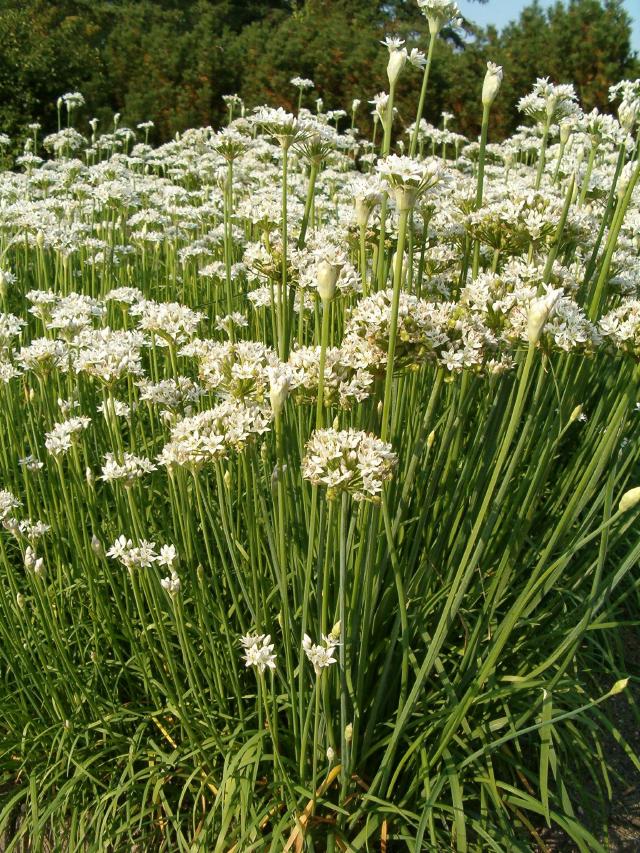 Ciboule de Chine (Allium tuberosum) : semis, culture et récolte