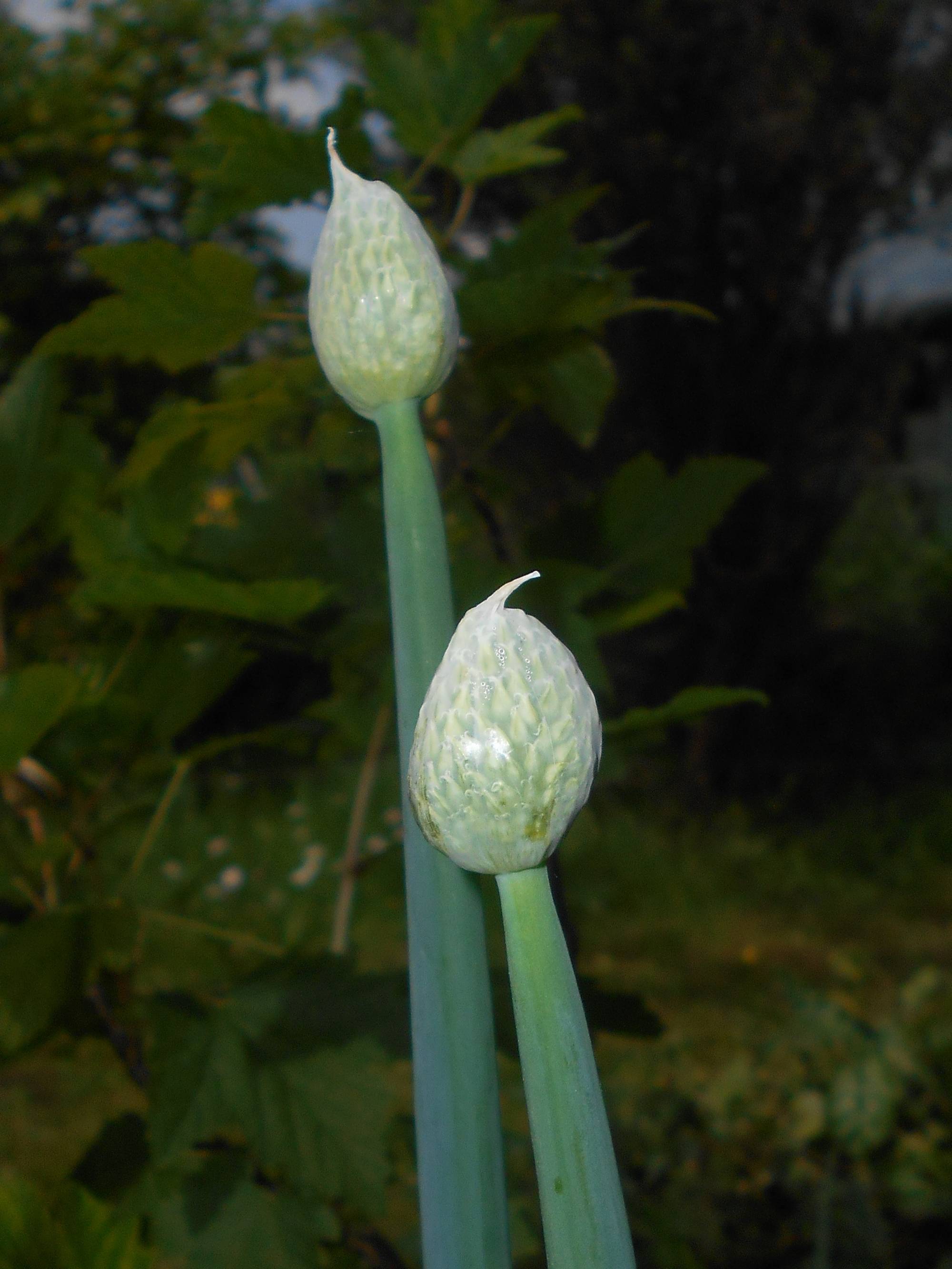 Ciboule