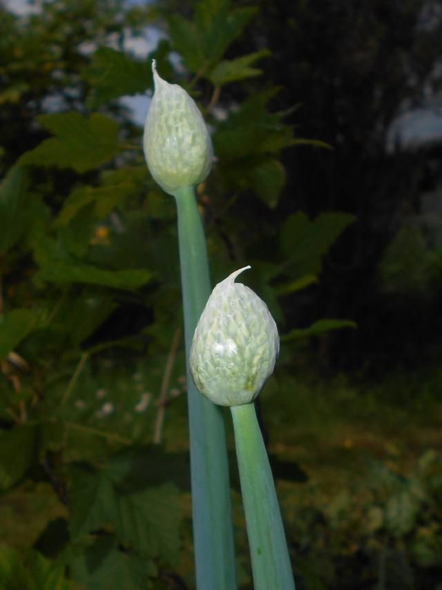 Ciboule (Allium fistulosum) : plantation, entretien et récolte