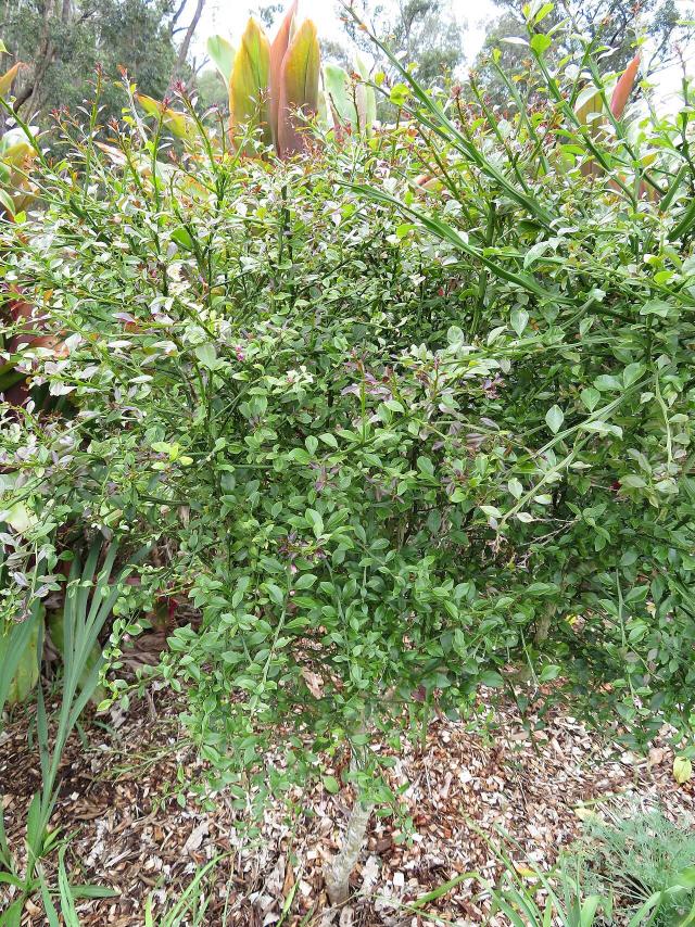 Citron caviar (Citrus australasica) : plantation, culture en pot et entretien