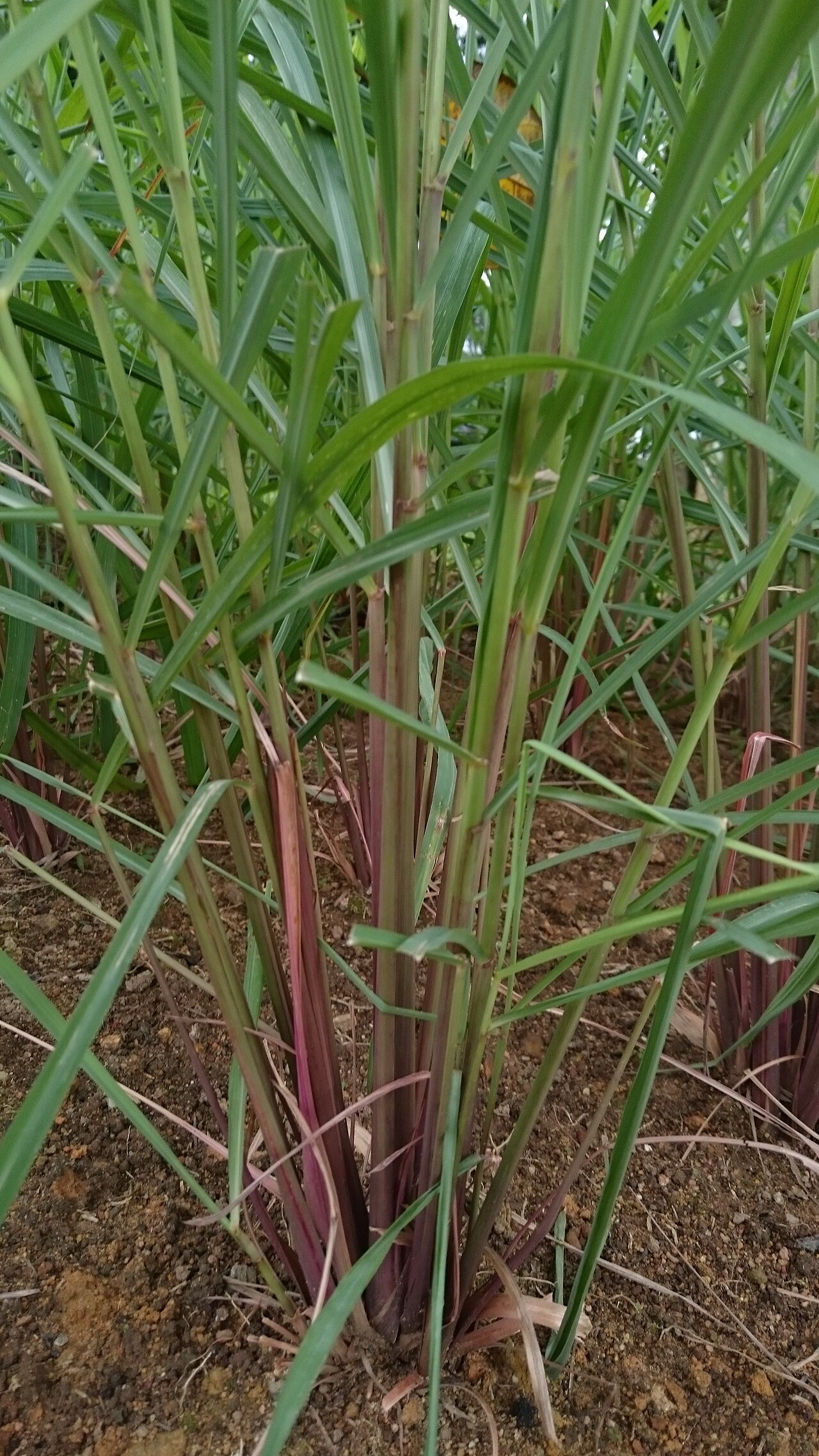 Citronnelle