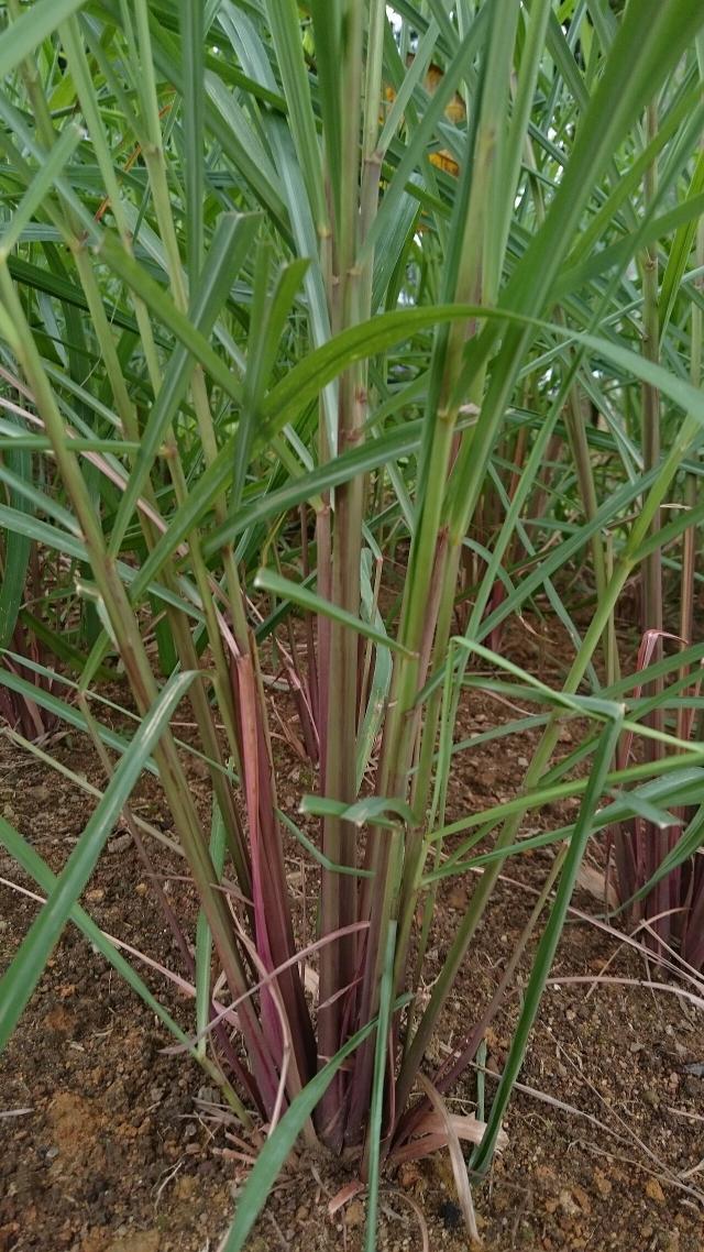 Citronnelle (Cymbopogon citratus) : culture, hivernage et entretien