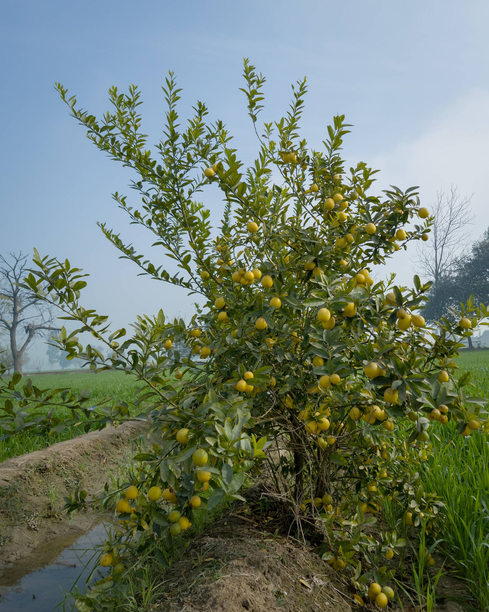 Citronnier