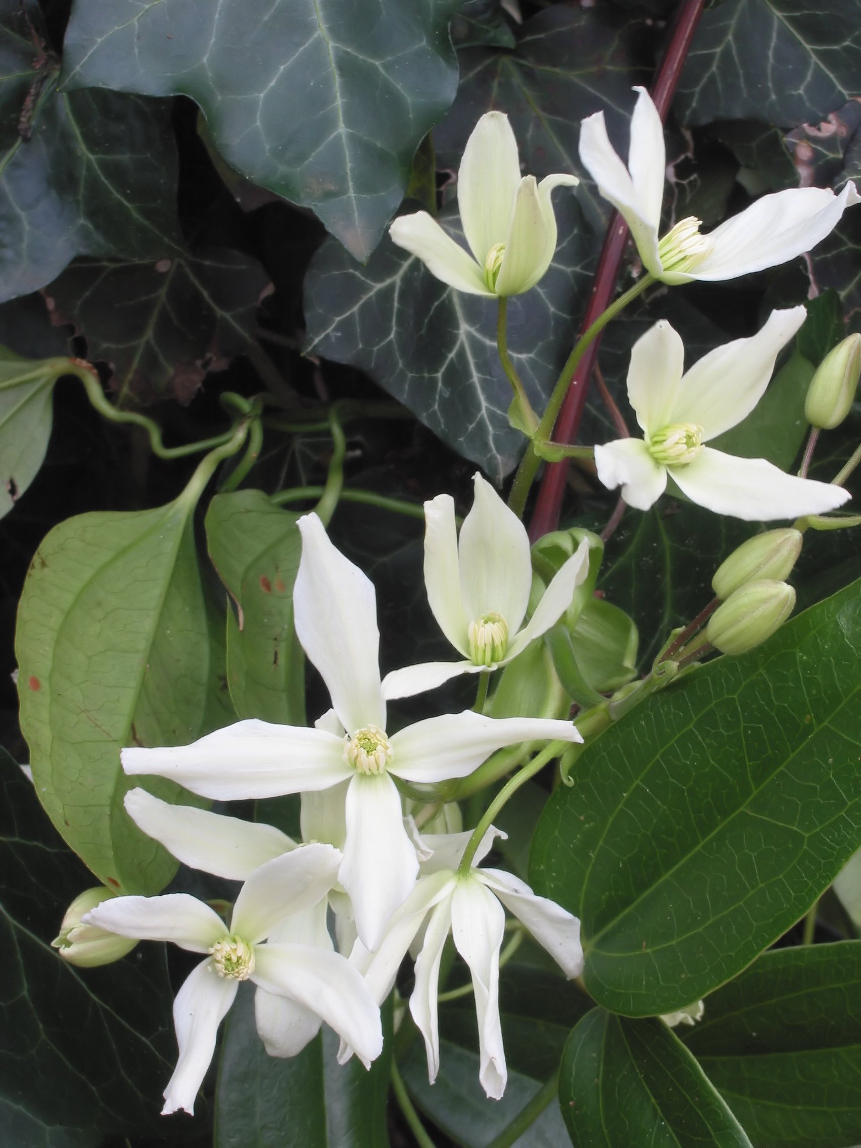 Clématite armandii