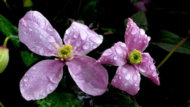 Clématite montana (Clematis montana) : plantation, taille et entretien