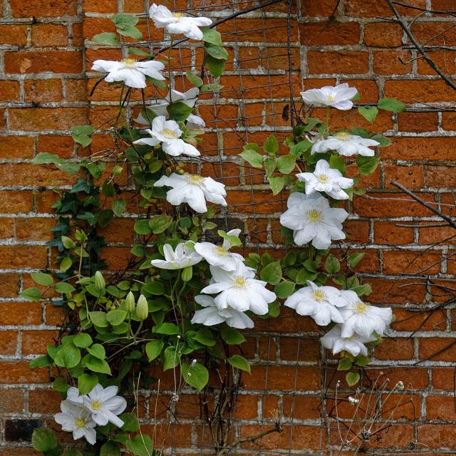 Clématite (Clematis) : plantation, taille et entretien