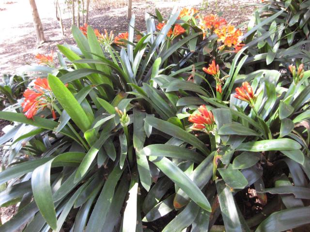Clivia (Clivia miniata) : culture, arrosage et floraison
