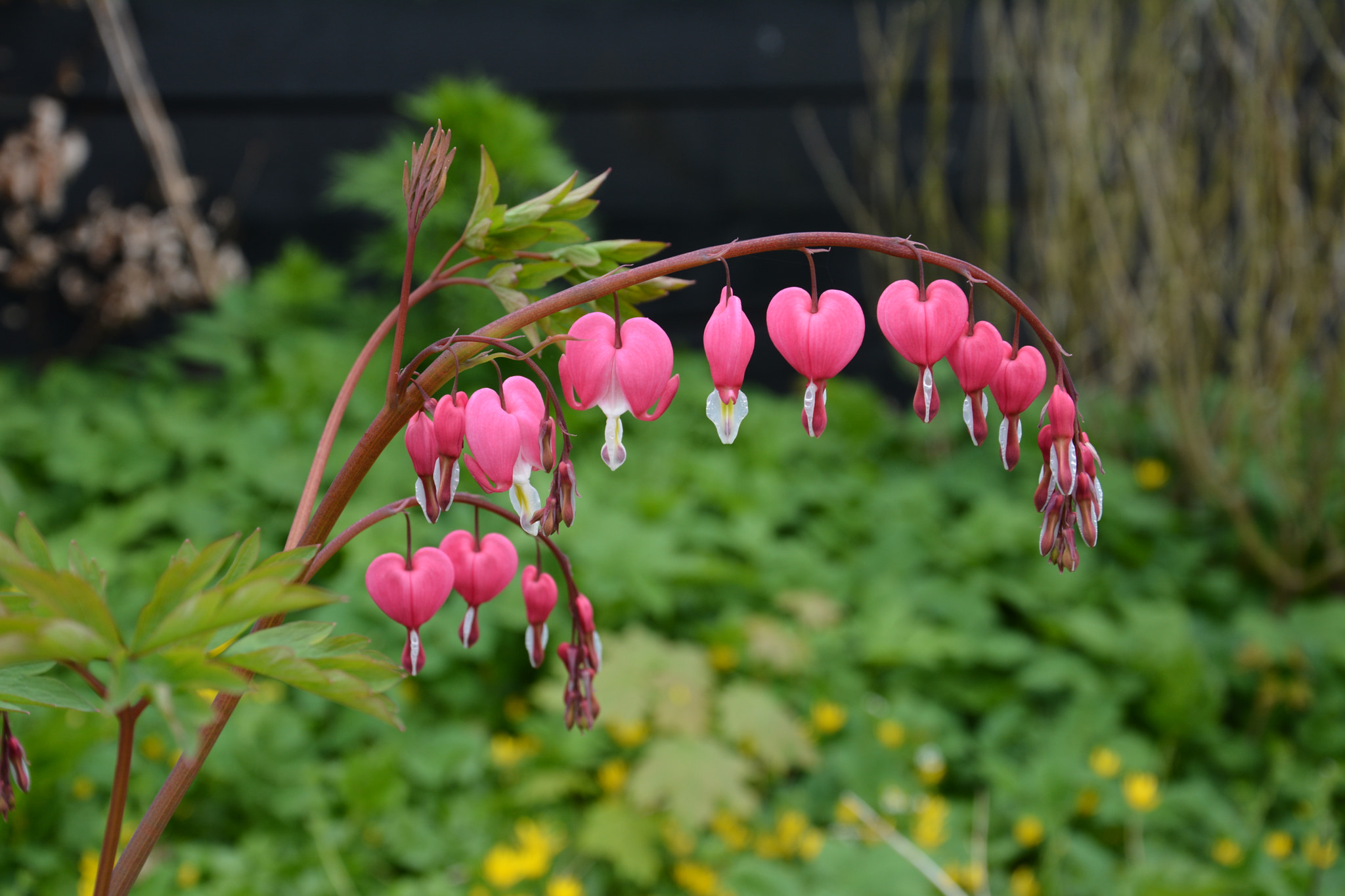Coeur-de-Marie
