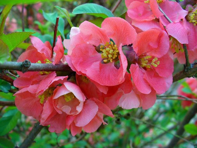 Cognassier du Japon (Chaenomeles japonica) : plantation, taille et entretien