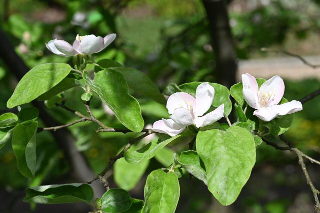 Cognassier (Cydonia oblonga) : plantation, entretien, taille et récolte