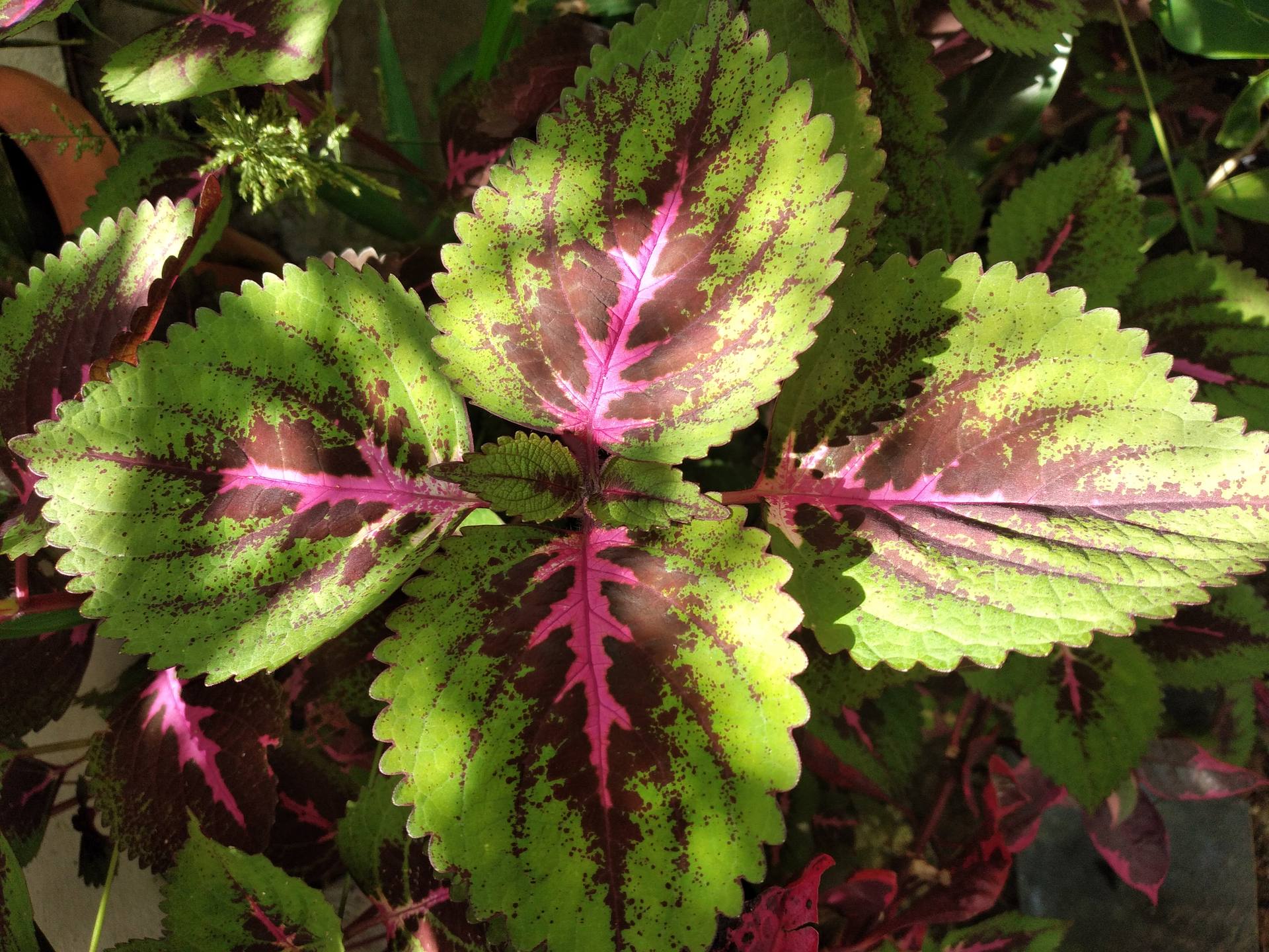 Coleus