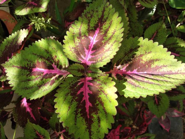 Coleus (Coleus scutellarioides) : plantation, entretien et hivernage