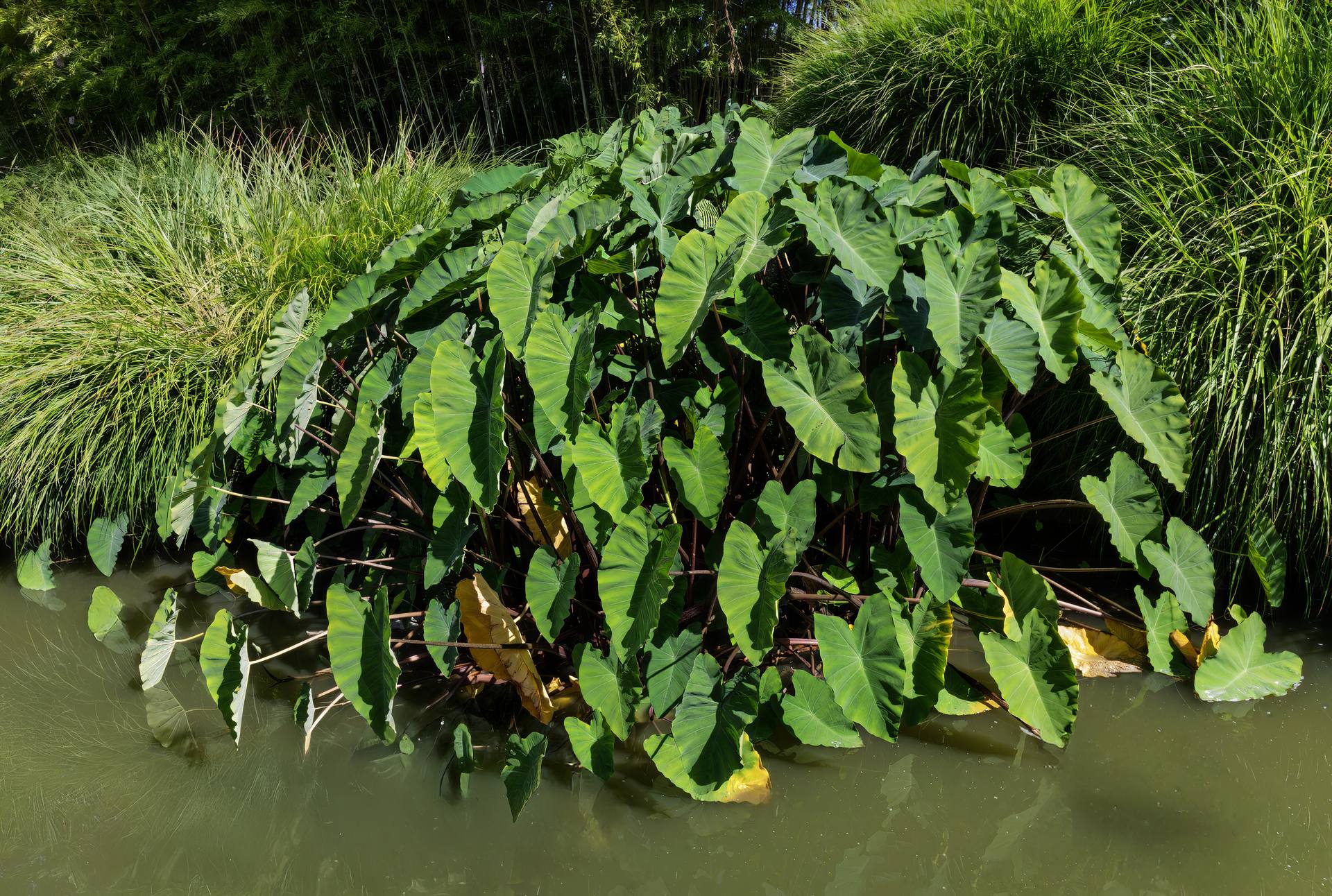 Colocasia