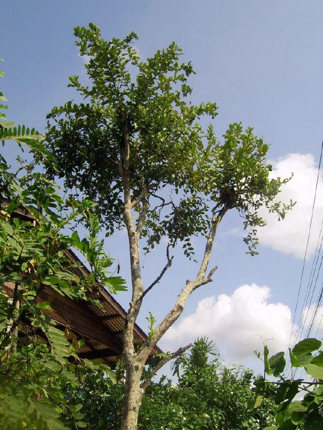 Combava (Citrus hystrix) : plantation, culture en pot et entretien