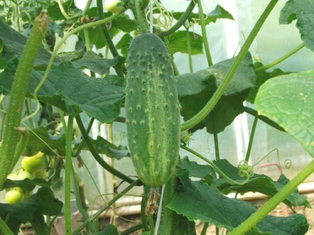 Concombre (Cucumis sativus) : semis, plantation et culture