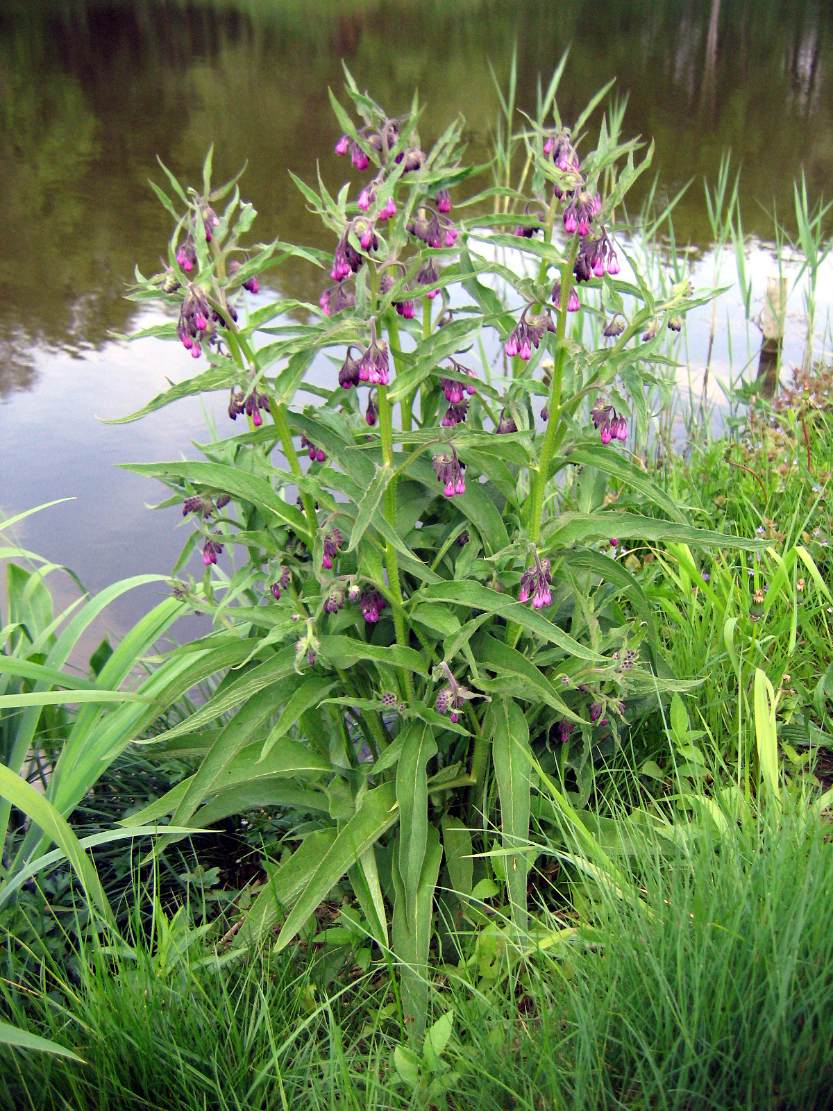 Consoude officinale