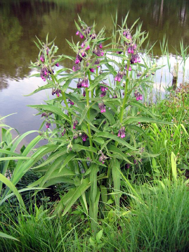 Consoude (Symphytum officinale) : plantation, entretien et usages au jardin