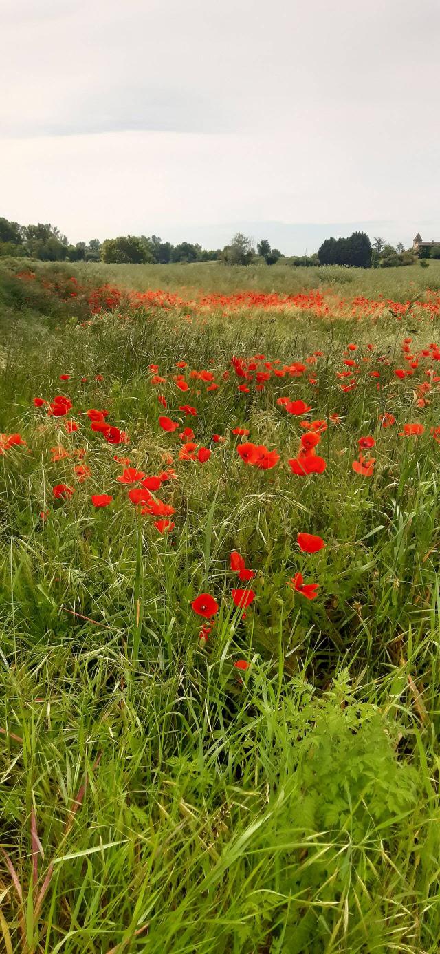 Coquelicot (Papaver rhoeas) : semis, culture et entretien