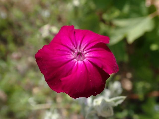 Coquelourde des jardins (Silene coronaria) : plantation, semis et entretien