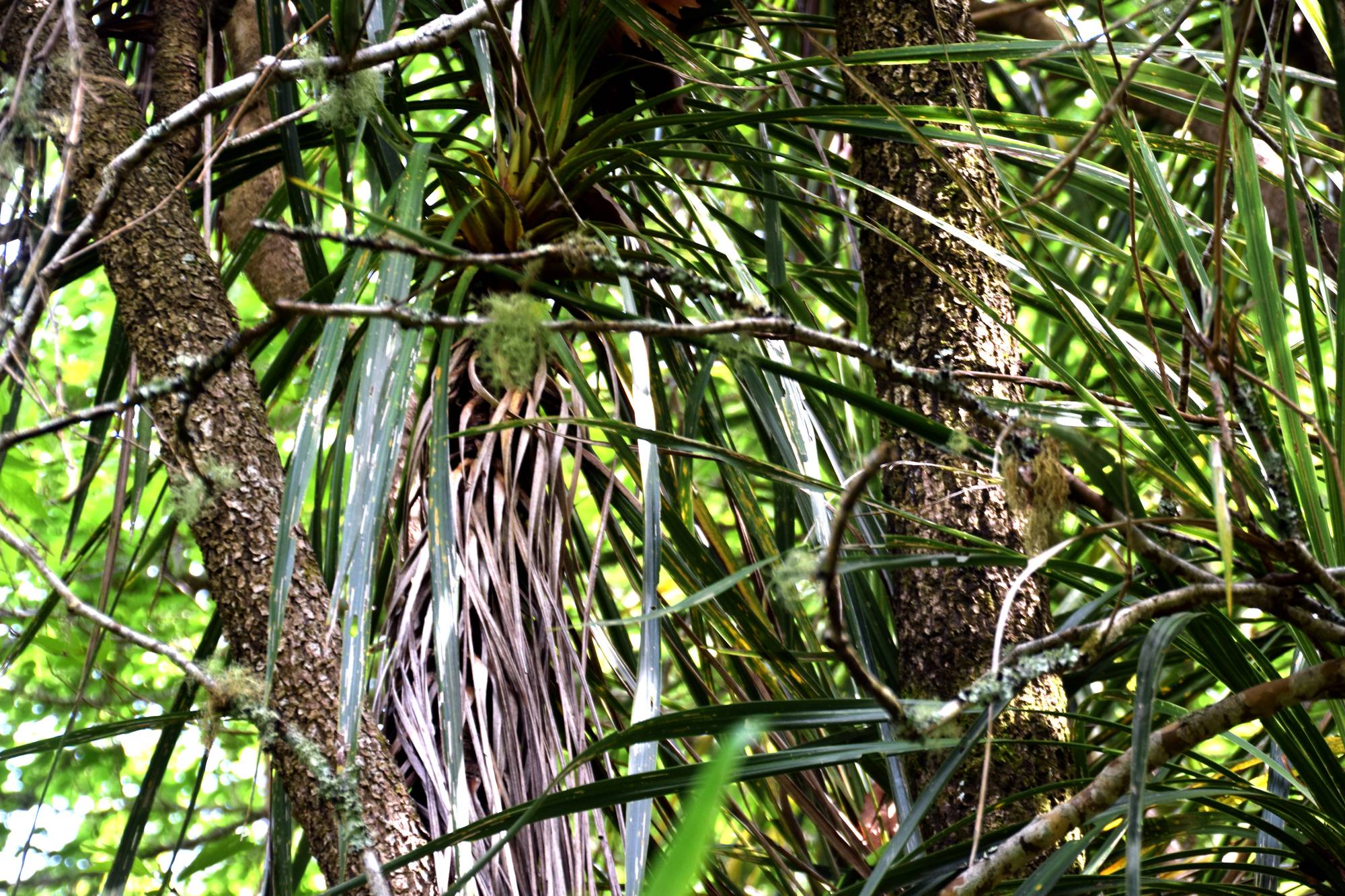 Cordyline